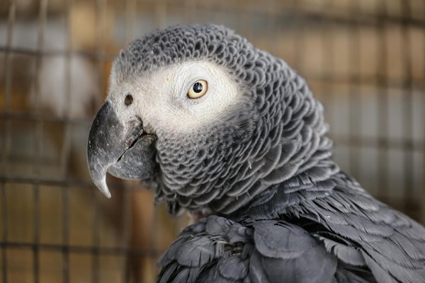 Wie kann man die Pflege von Hunden optimieren?