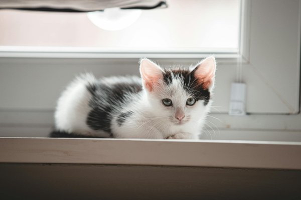 Welche Pflegeprodukte sind für die Haut von Hunden empfehlenswert?